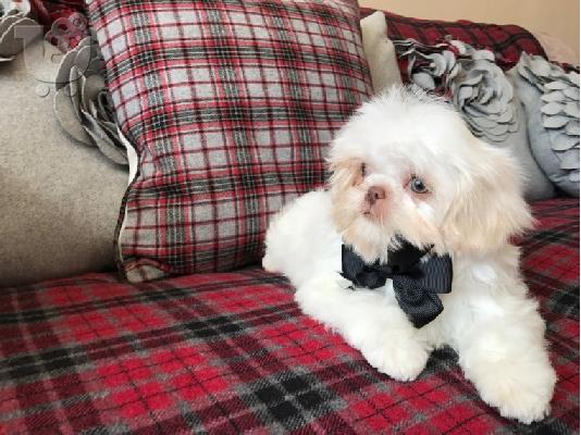 PoulaTo: Slatki Kardashian Shitzu Pups na prodaju!